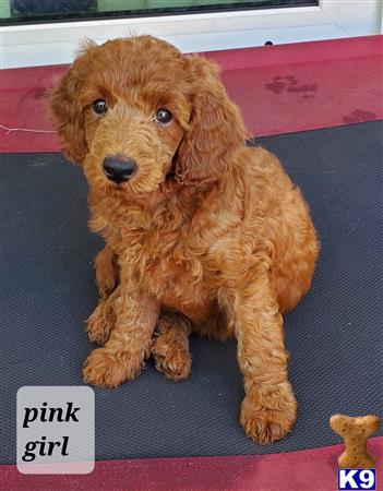 highlandpoodles1 Picture 3